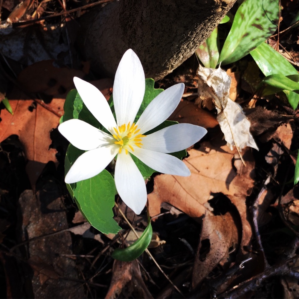 Meet your Posher, Lily